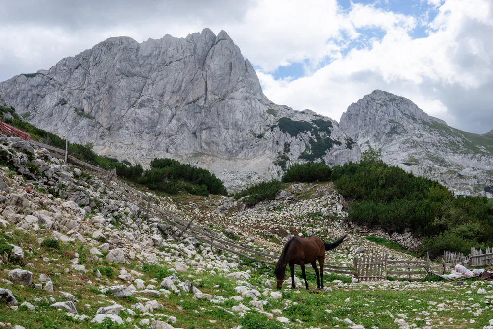 horse in the mountains